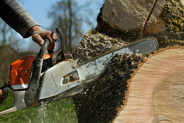 The Steps Involved in Our Tree Care Process in Iyanbito, NM